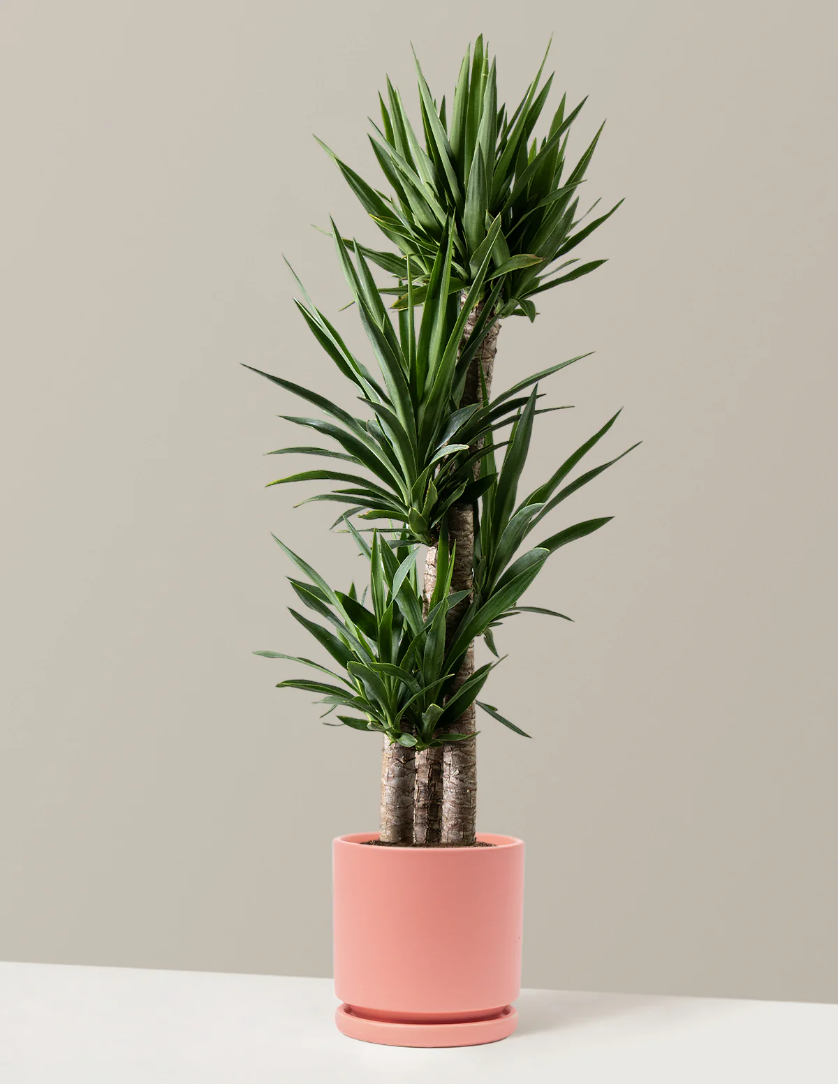 Yucca Plant Multi Stem - Image 17