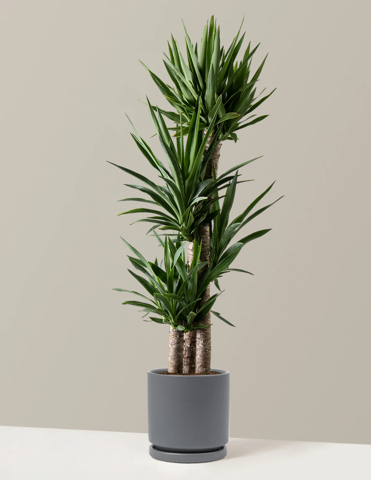 Yucca Plant Multi Stem - Image 19