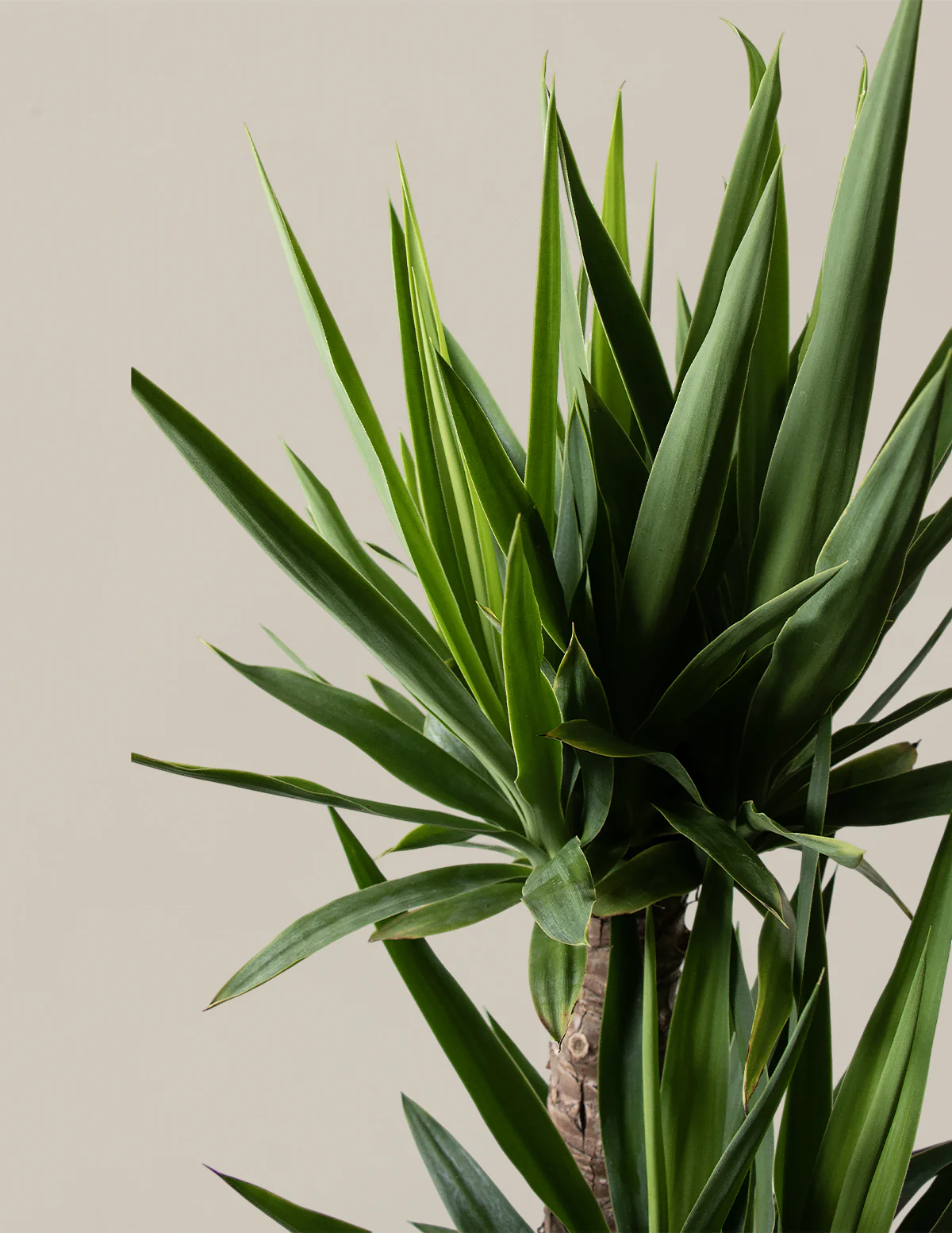 Yucca Plant Multi Stem - Image 2
