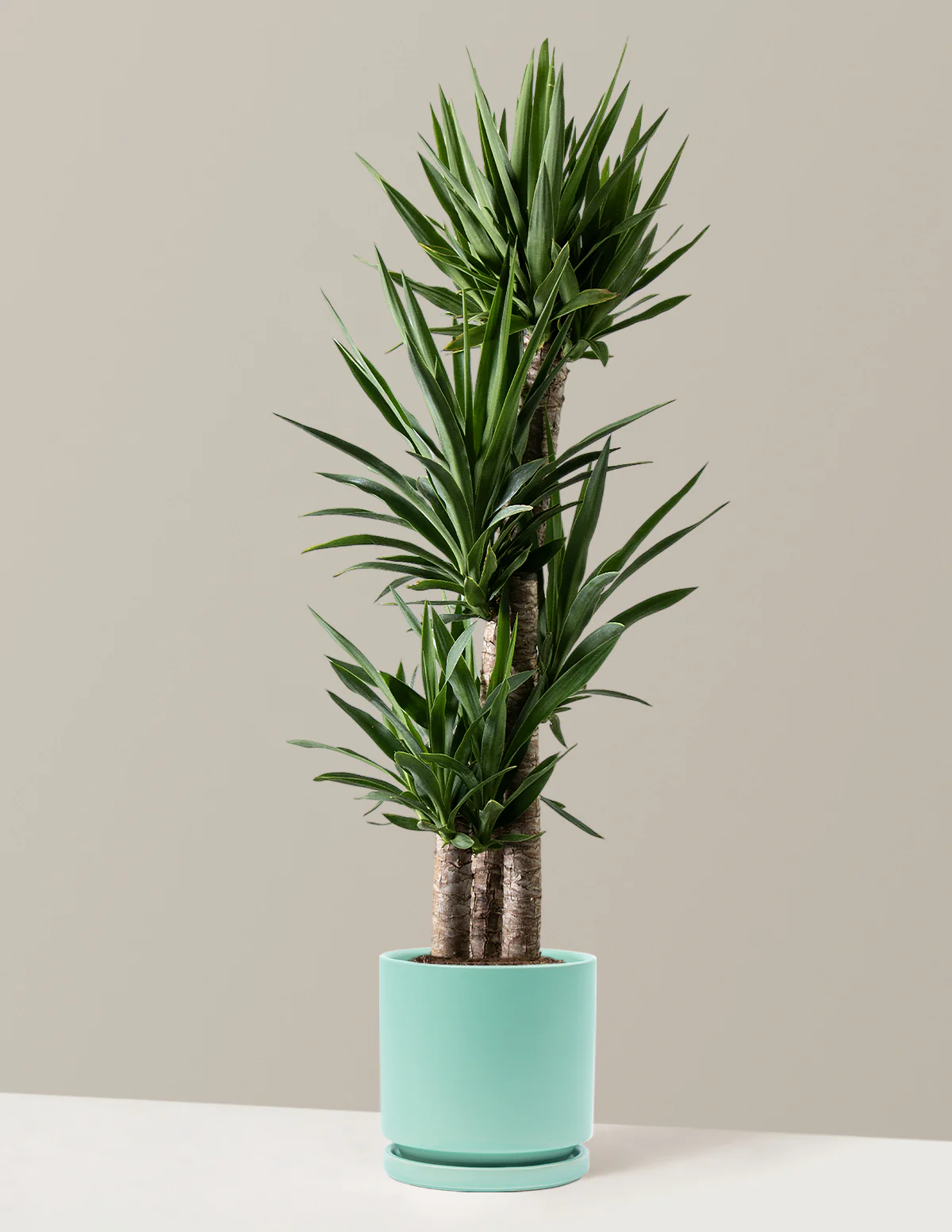Yucca Plant Multi Stem - Image 20