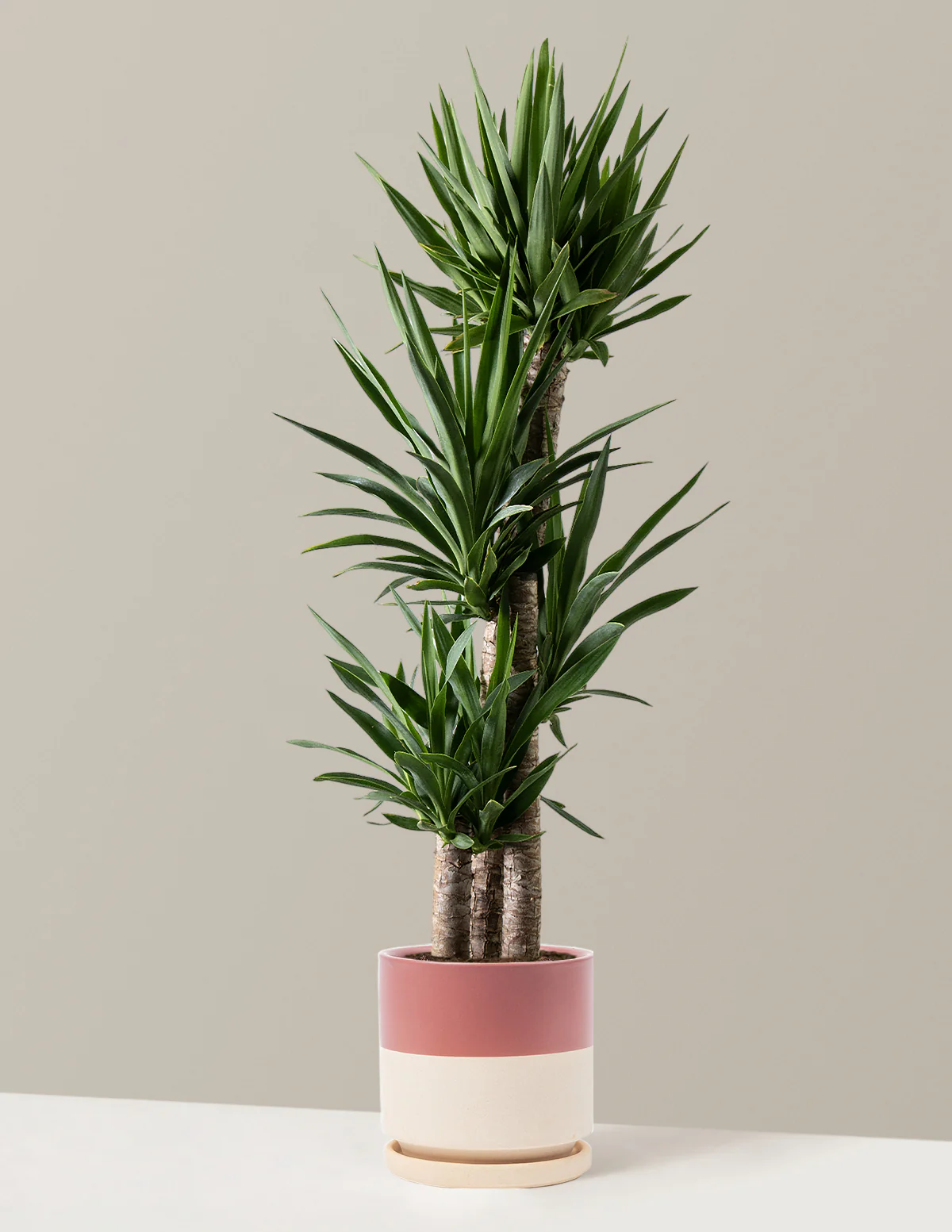 Yucca Plant Multi Stem - Image 21
