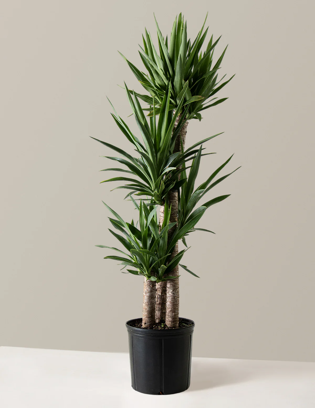 Yucca Plant Multi Stem - Image 22