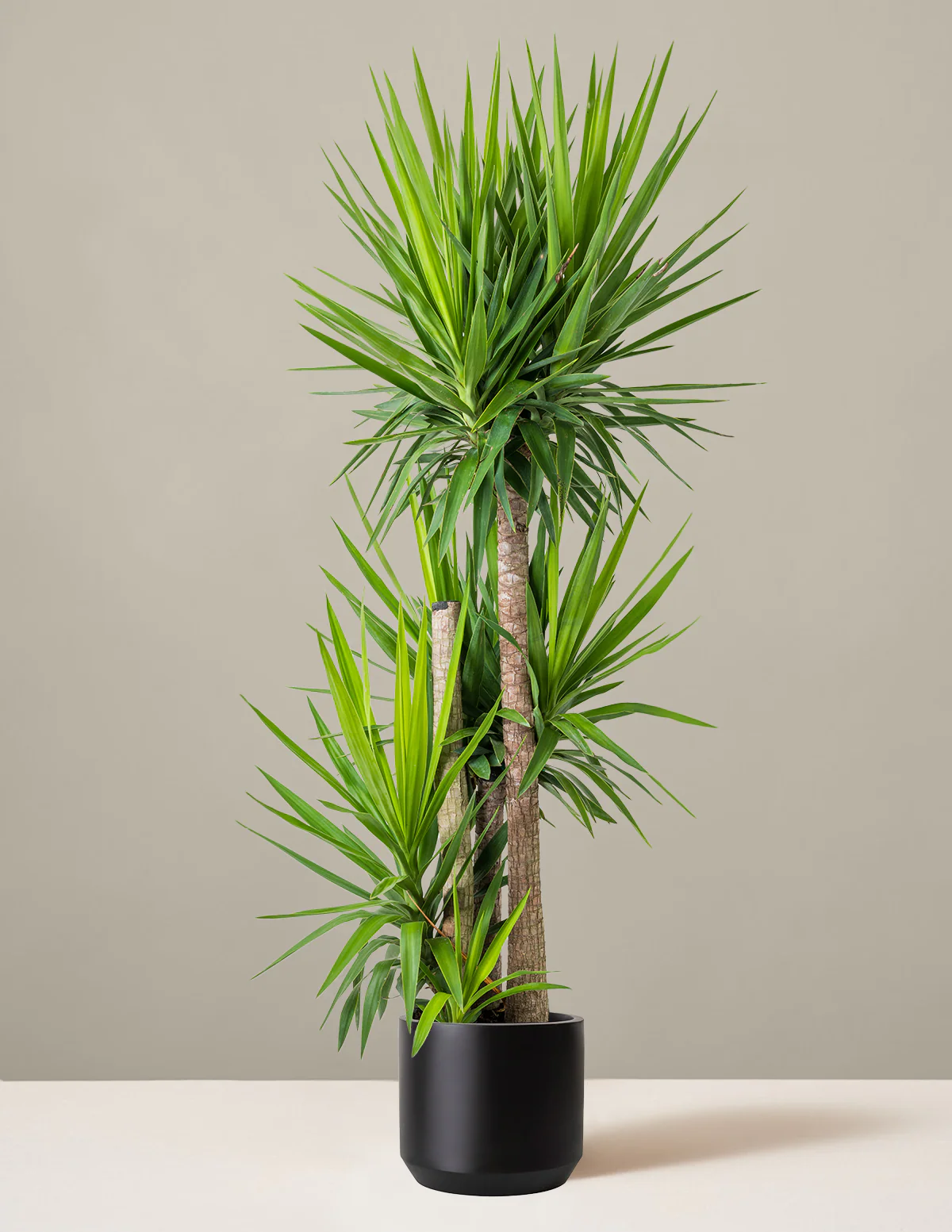 Yucca Plant Multi Stem - Image 23