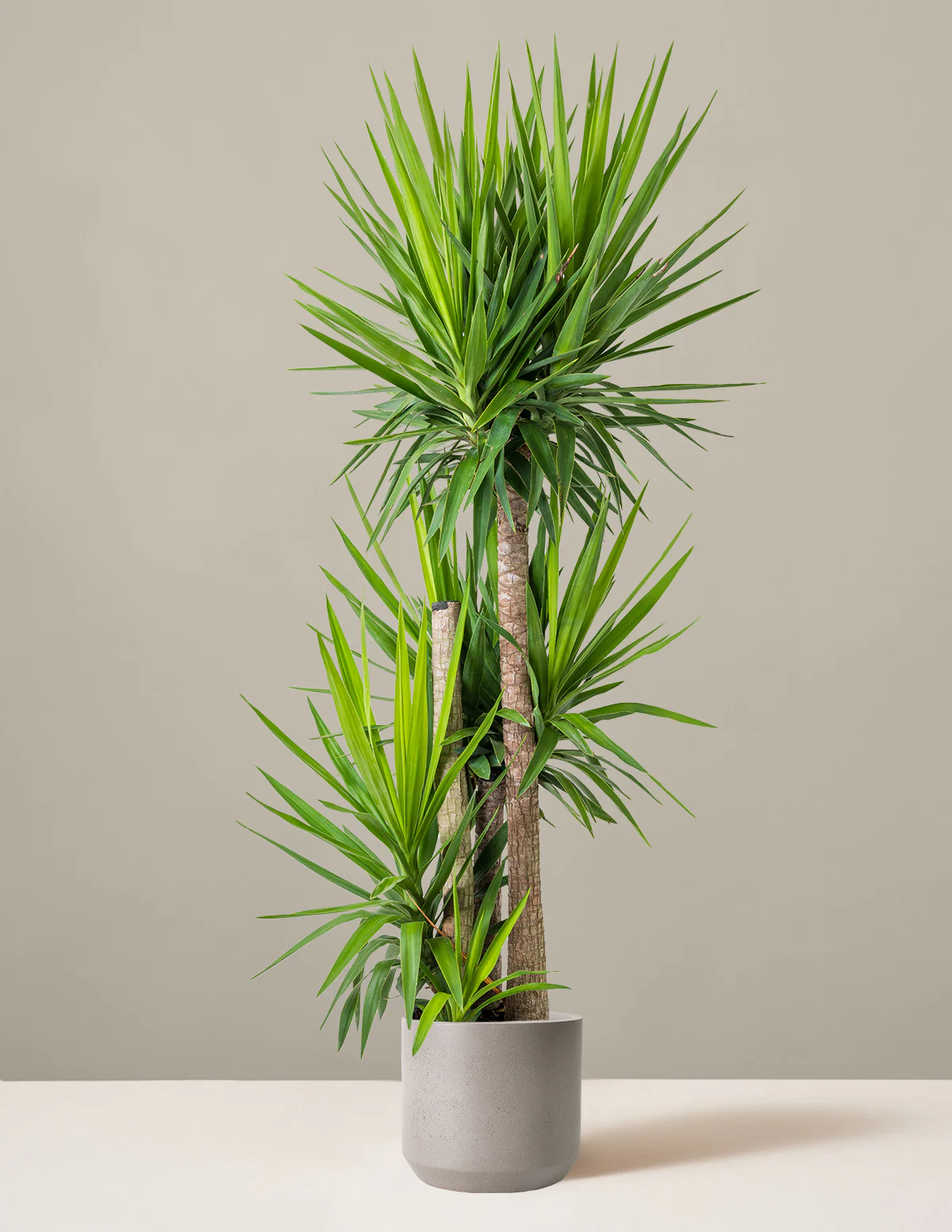 Yucca Plant Multi Stem - Image 24