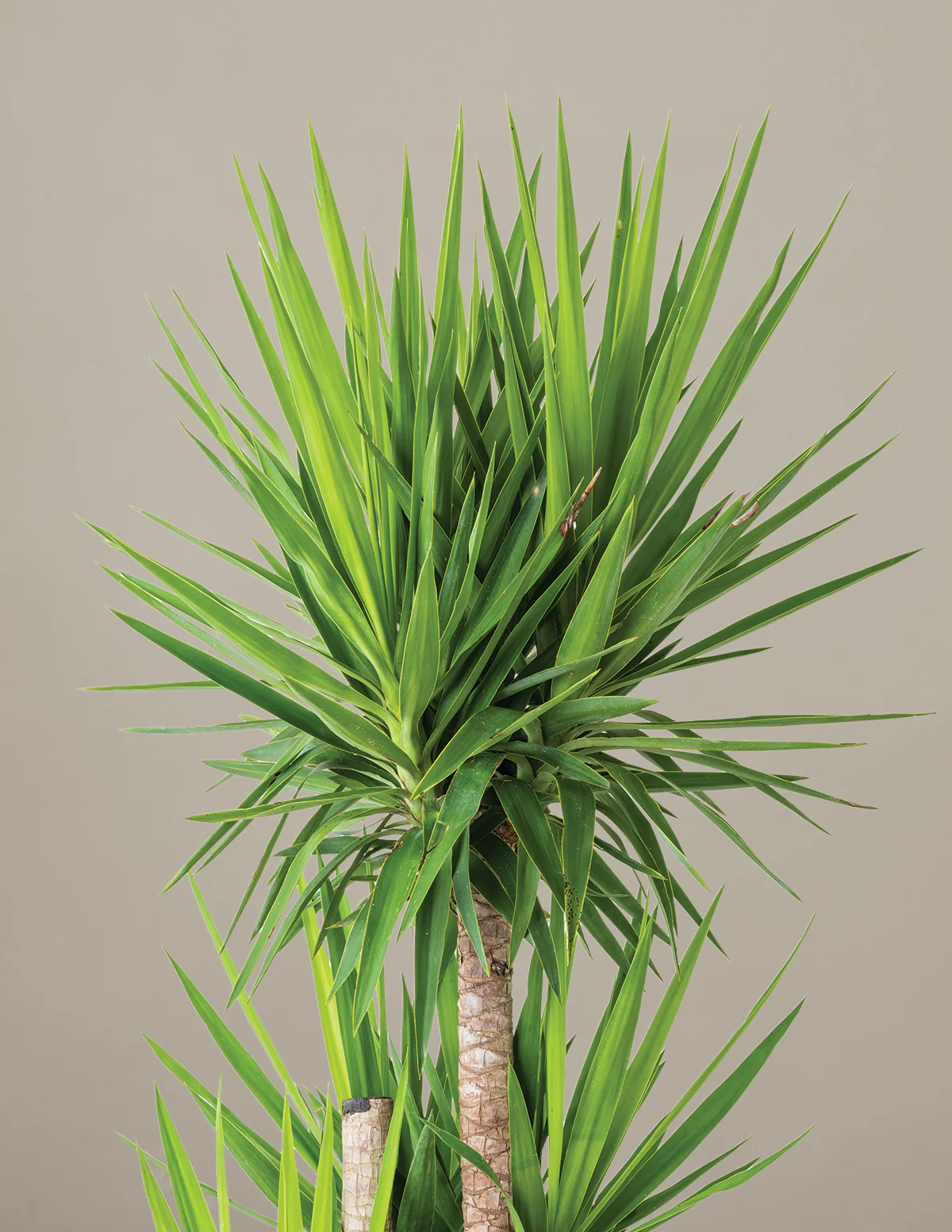 Yucca Plant Multi Stem - Image 25