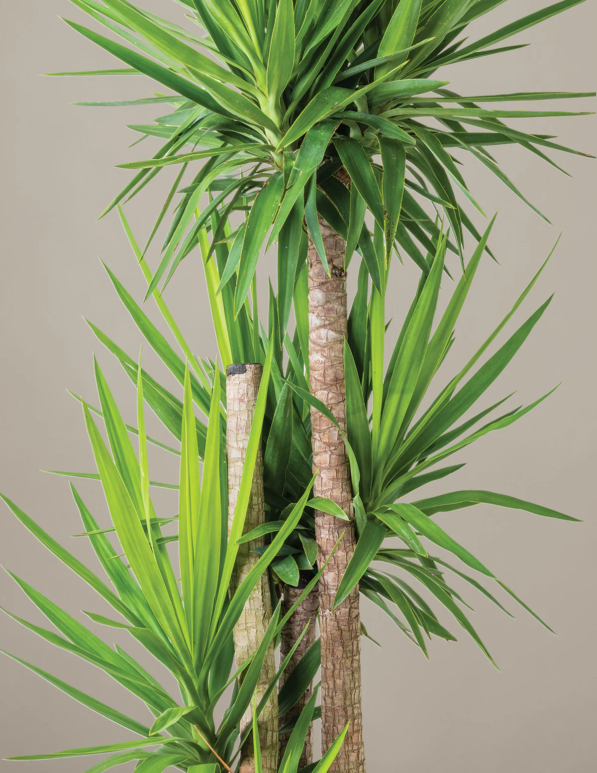 Yucca Plant Multi Stem - Image 26