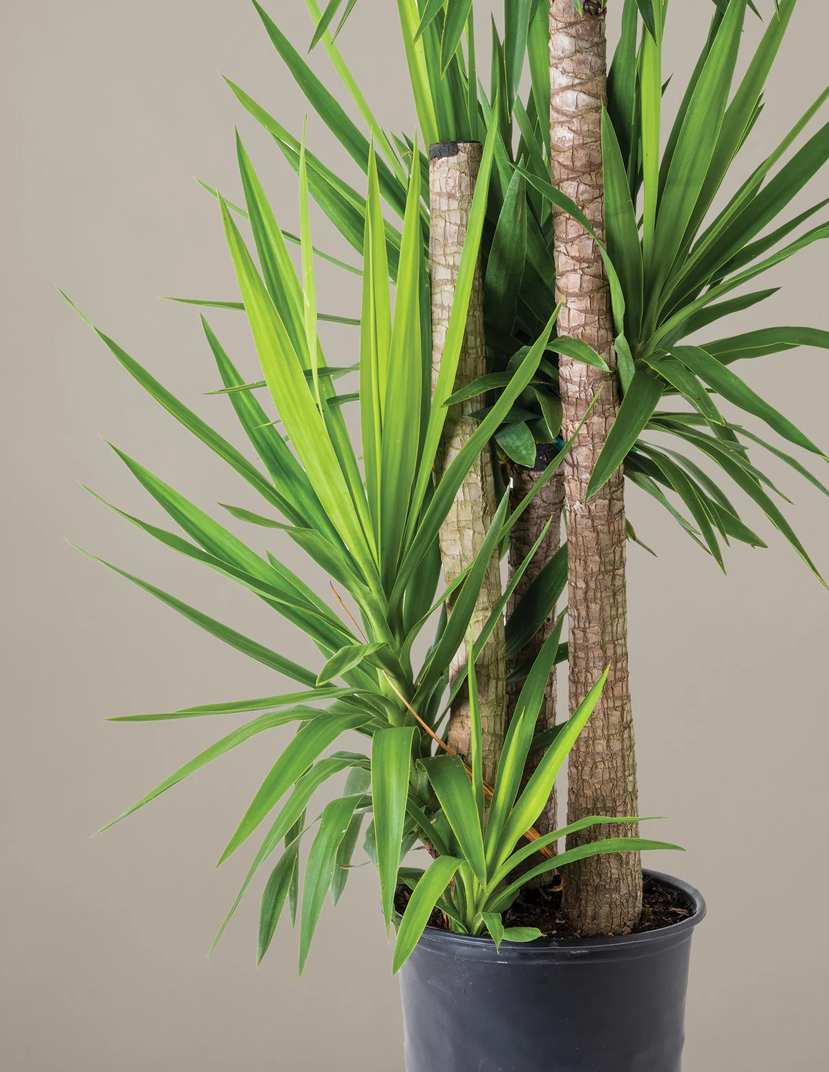 Yucca Plant Multi Stem - Image 27