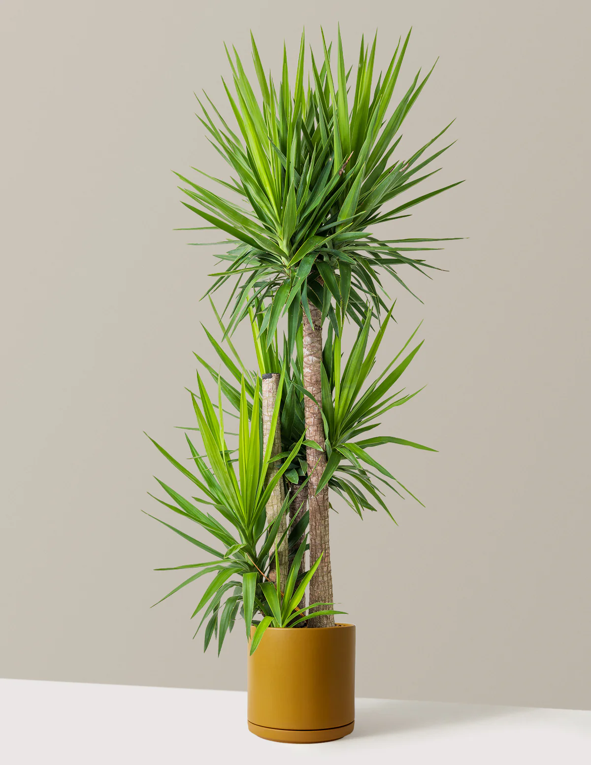 Yucca Plant Multi Stem - Image 28