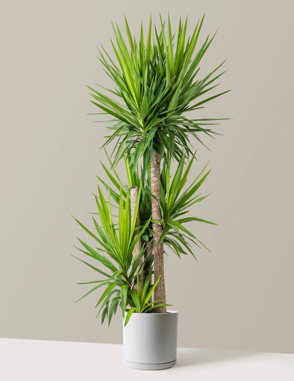 Yucca Plant Multi Stem - Image 29