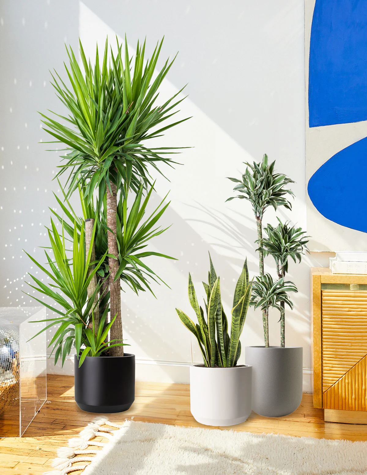 Yucca Plant Multi Stem - Image 3