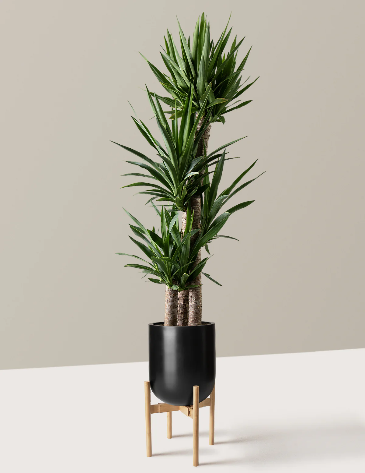 Yucca Plant Multi Stem - Image 30