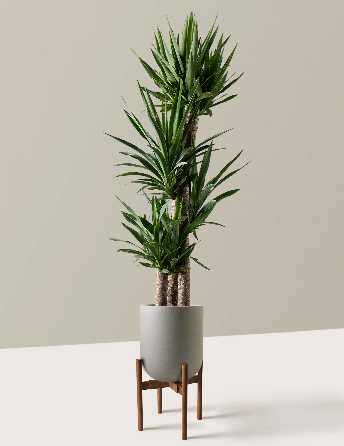 Yucca Plant Multi Stem - Image 31