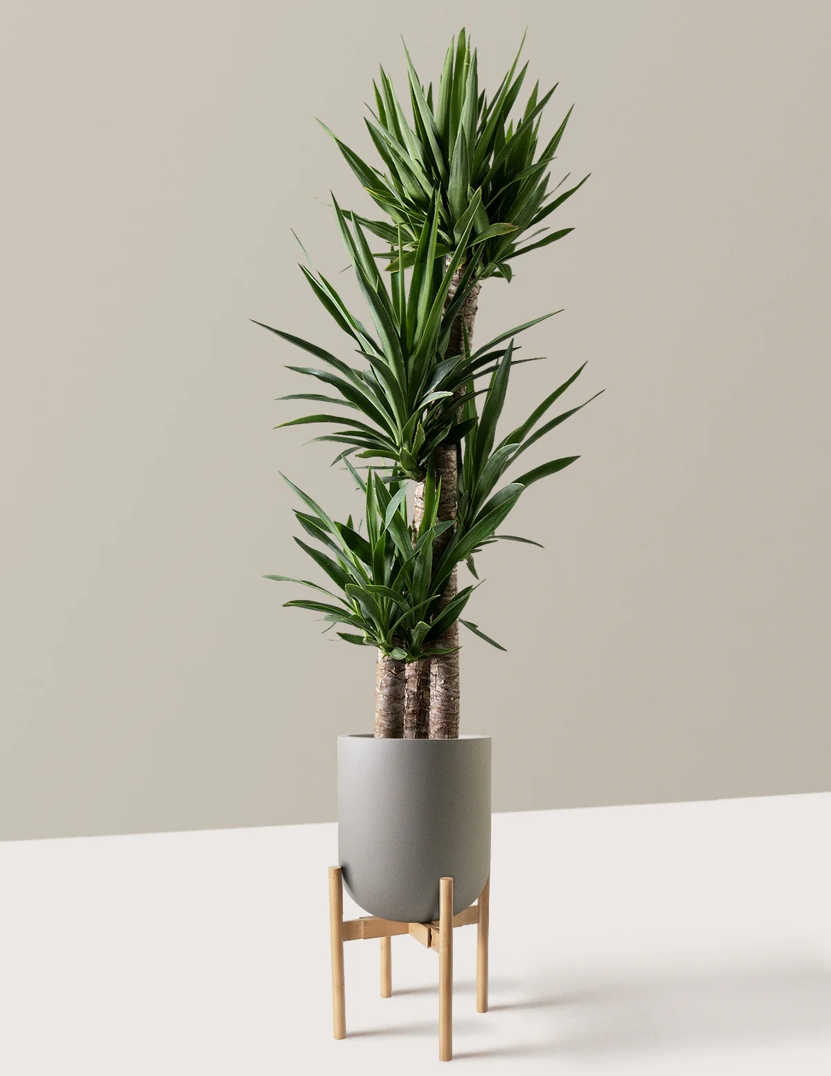 Yucca Plant Multi Stem - Image 32