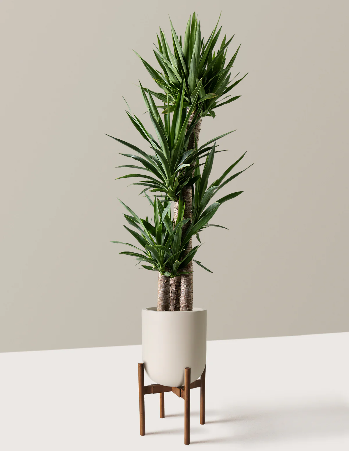 Yucca Plant Multi Stem - Image 33