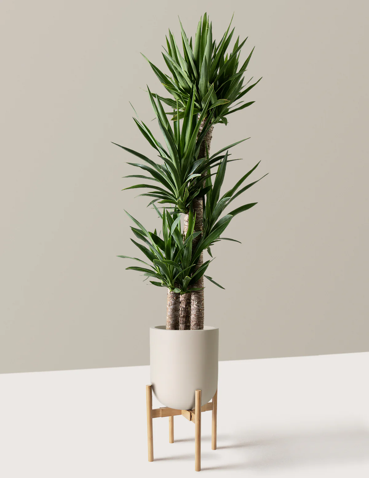 Yucca Plant Multi Stem - Image 34