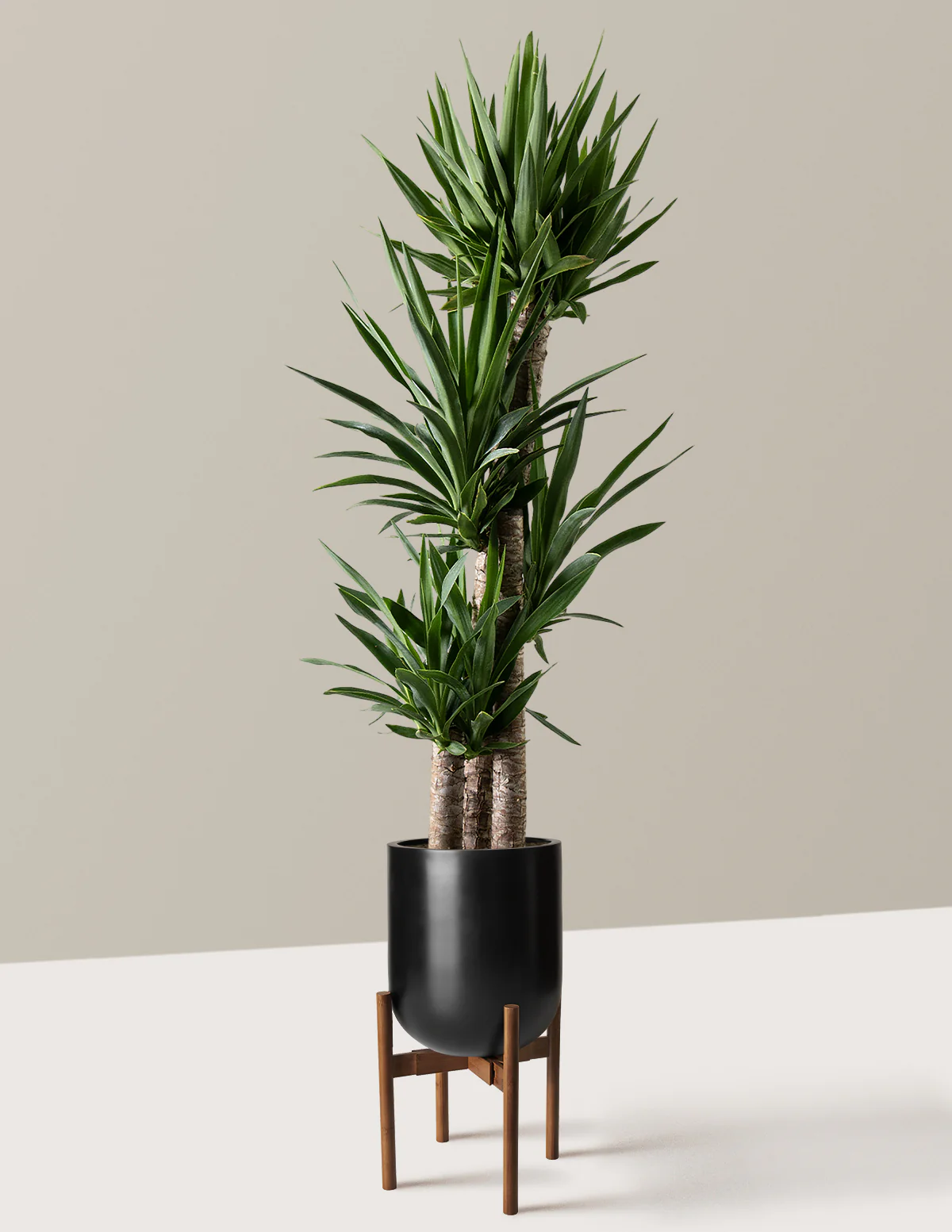 Yucca Plant Multi Stem - Image 35