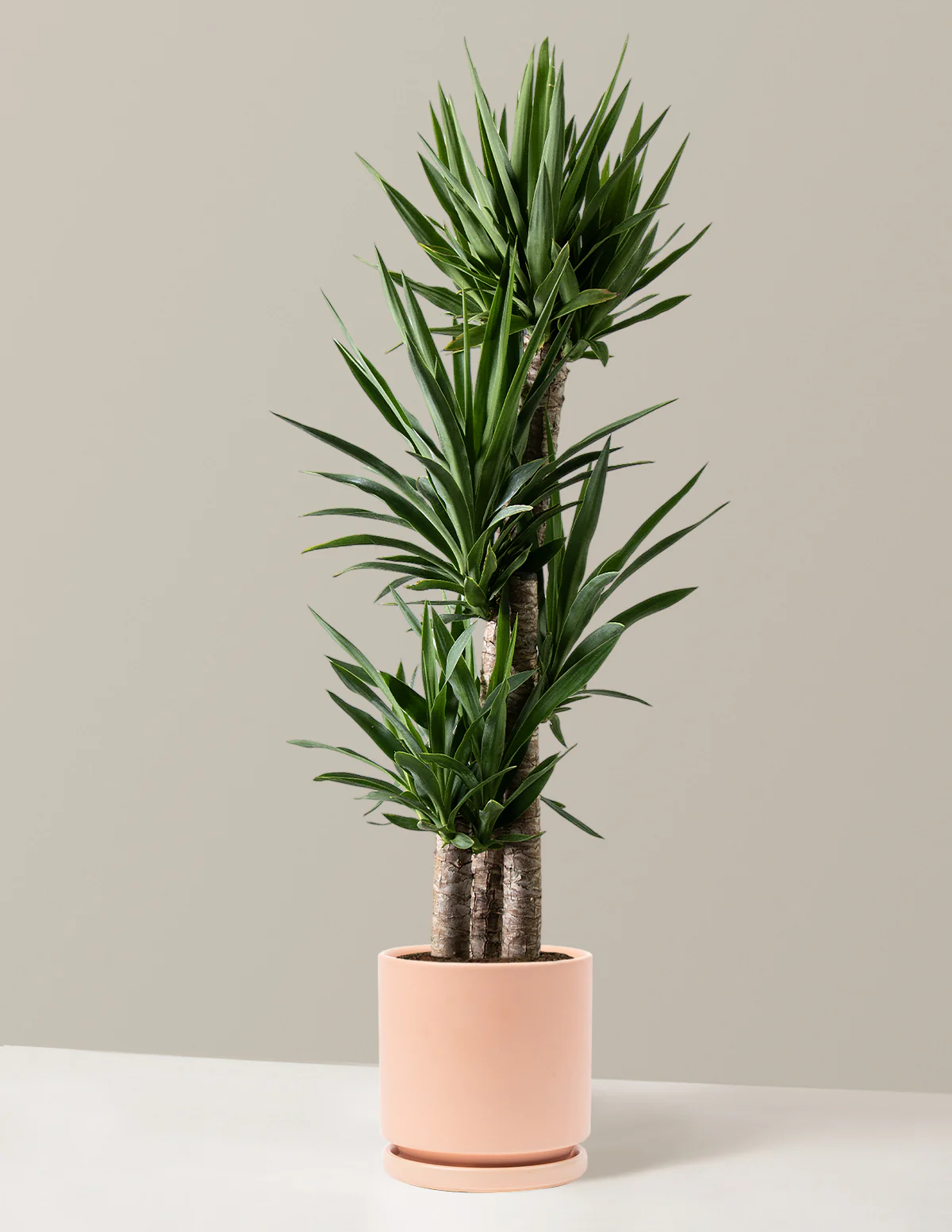 Yucca Plant Multi Stem - Image 4