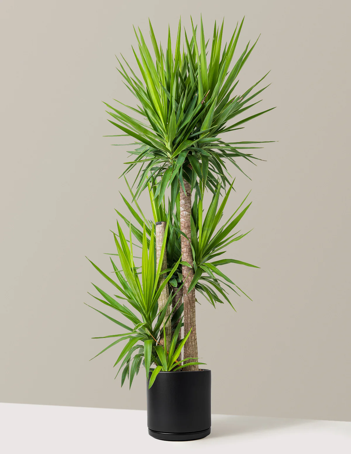 Yucca Plant Multi Stem - Image 6
