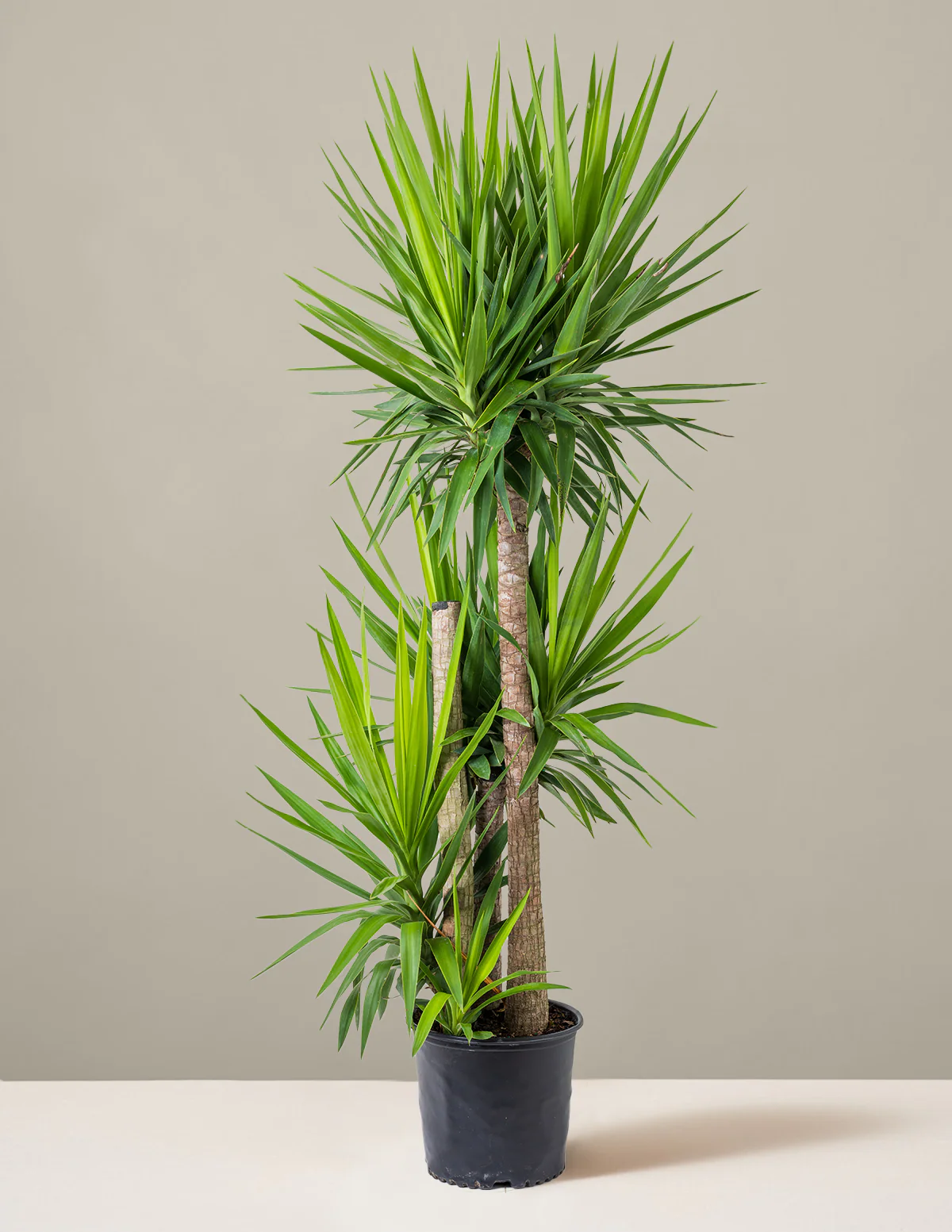 Yucca Plant Multi Stem - Image 7