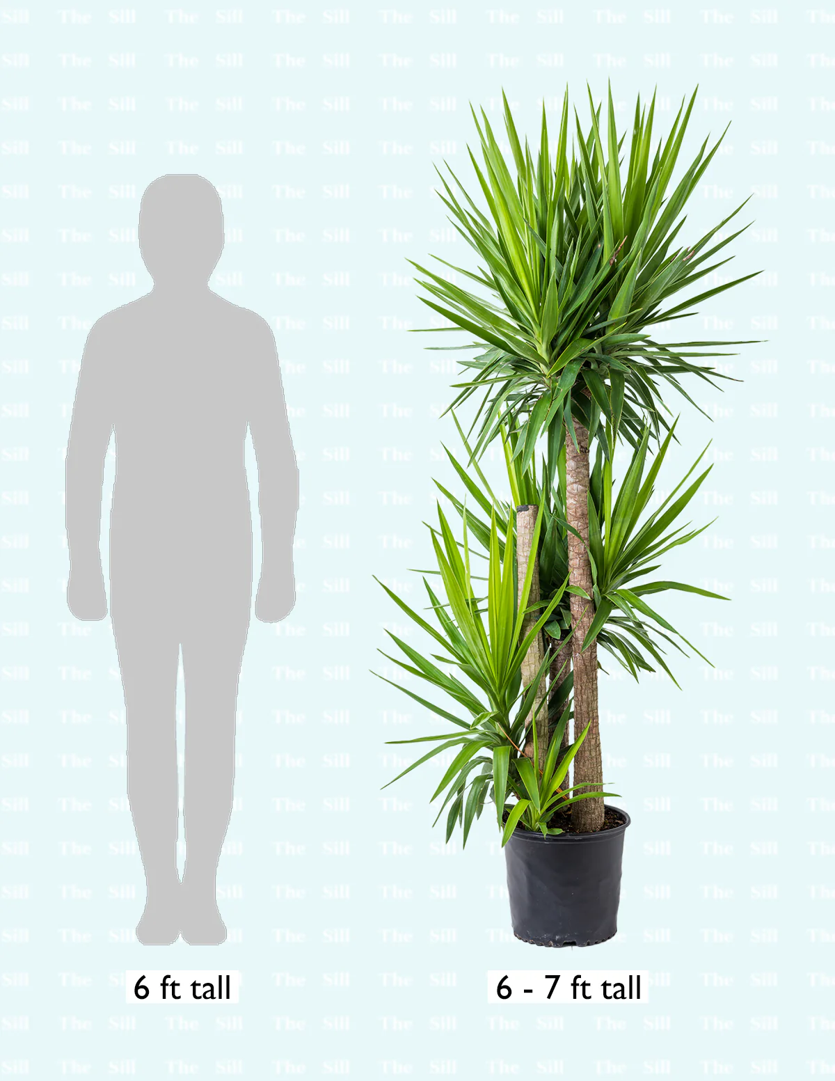Yucca Plant Multi Stem - Image 8