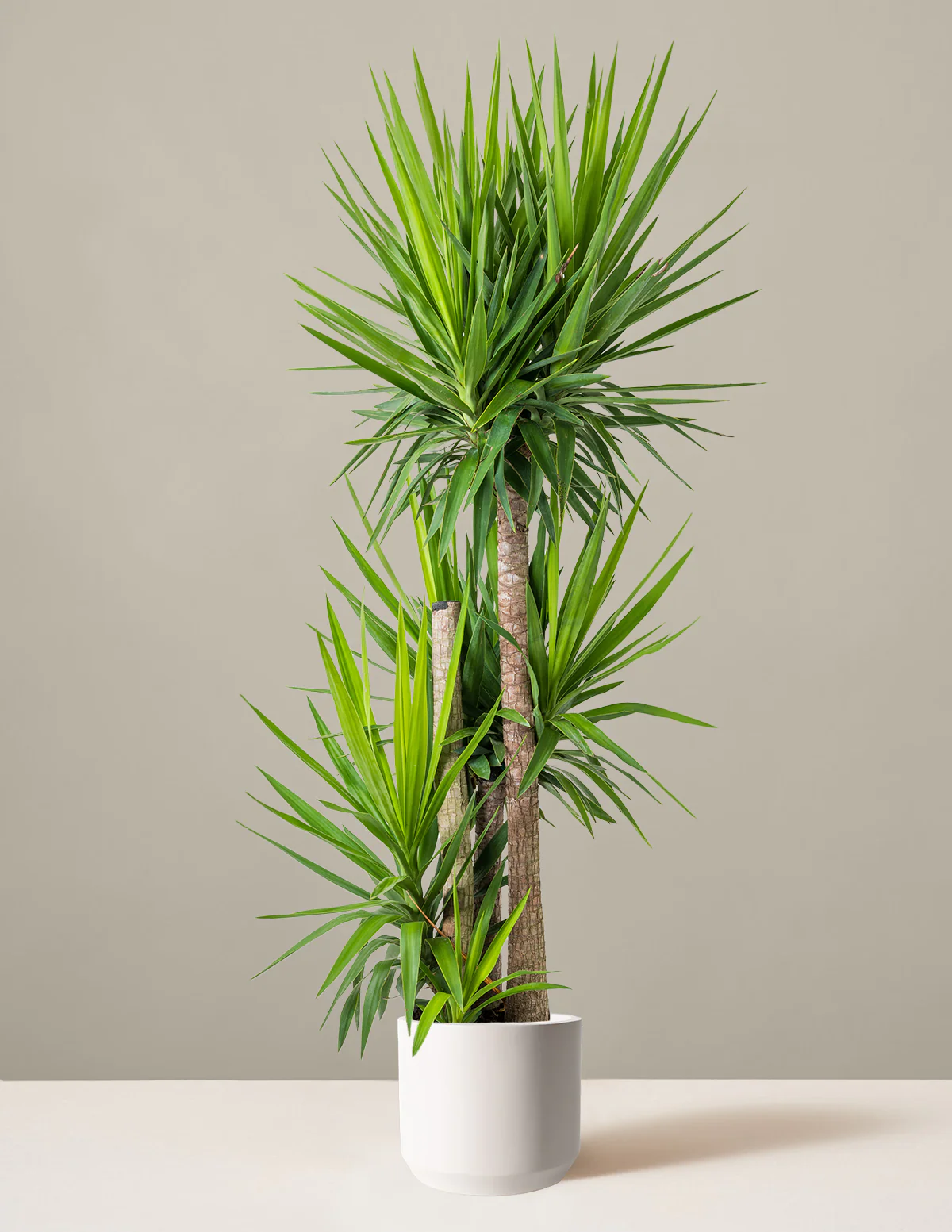 Yucca Plant Multi Stem - Image 9