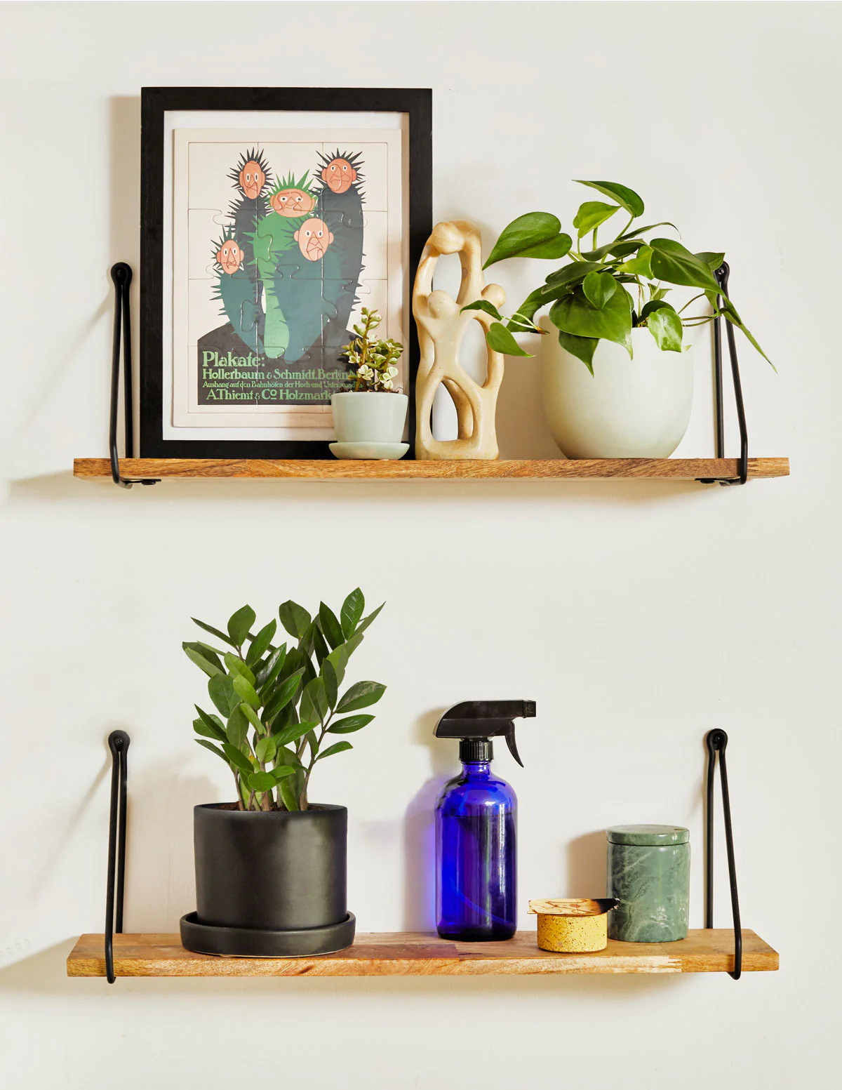 ZZ Plant Party Pack - Image 6