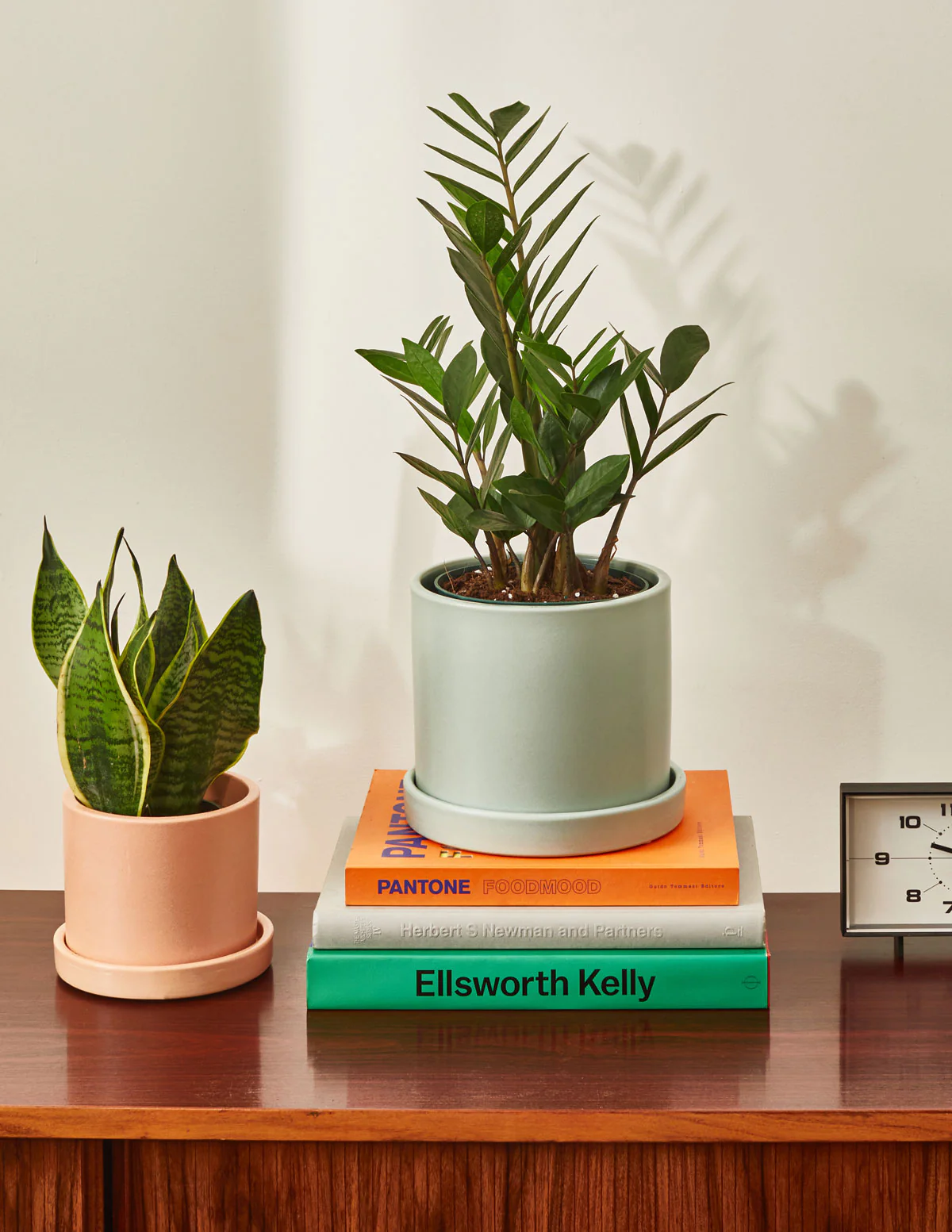 ZZ Plant - Image 11