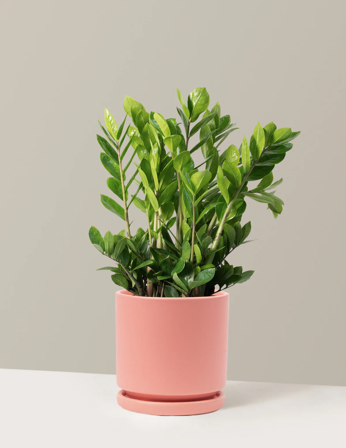 ZZ Plant - Image 14