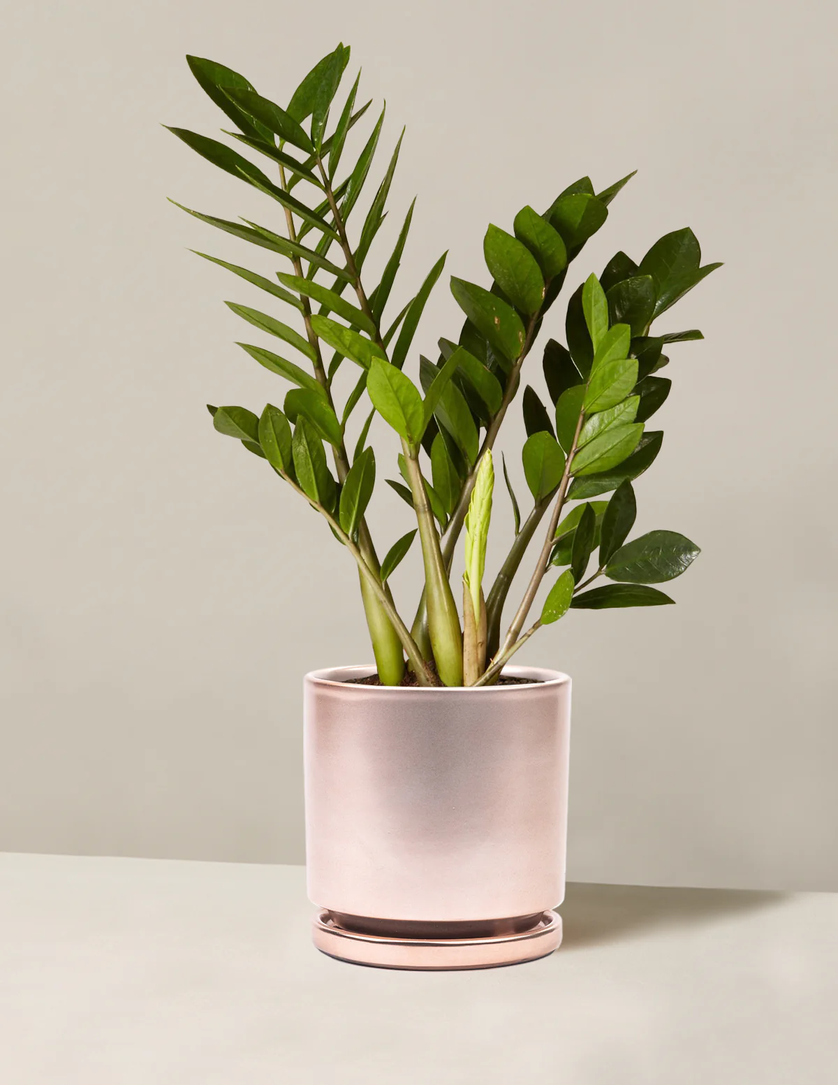 ZZ Plant - Image 15