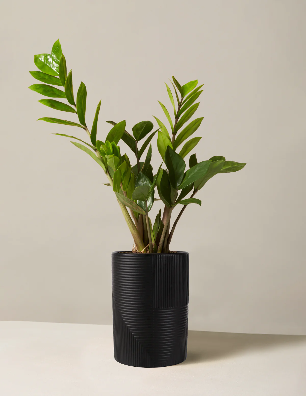 ZZ Plant - Image 16