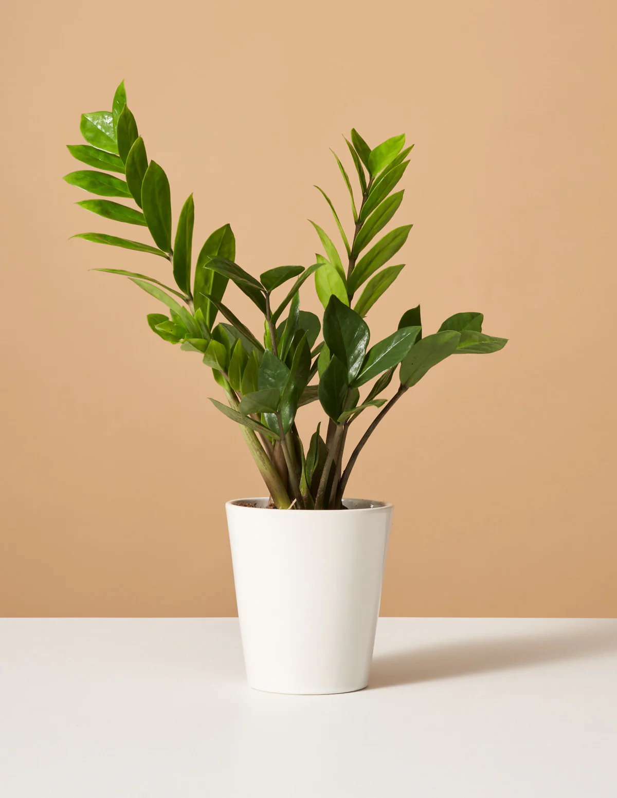 ZZ Plant - Image 17