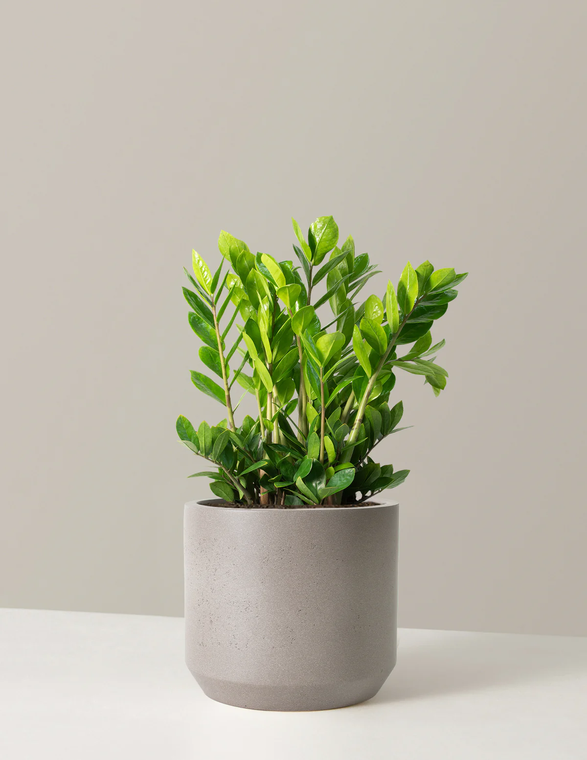 ZZ Plant - Image 18