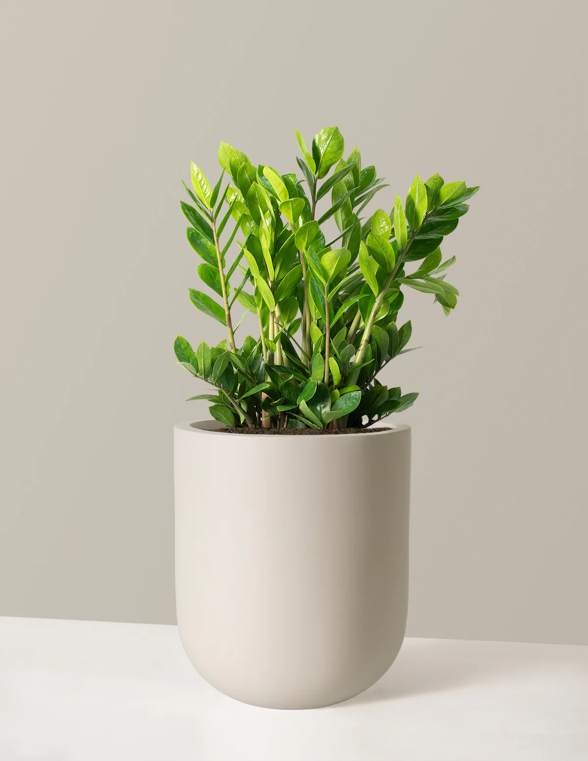 ZZ Plant - Image 19