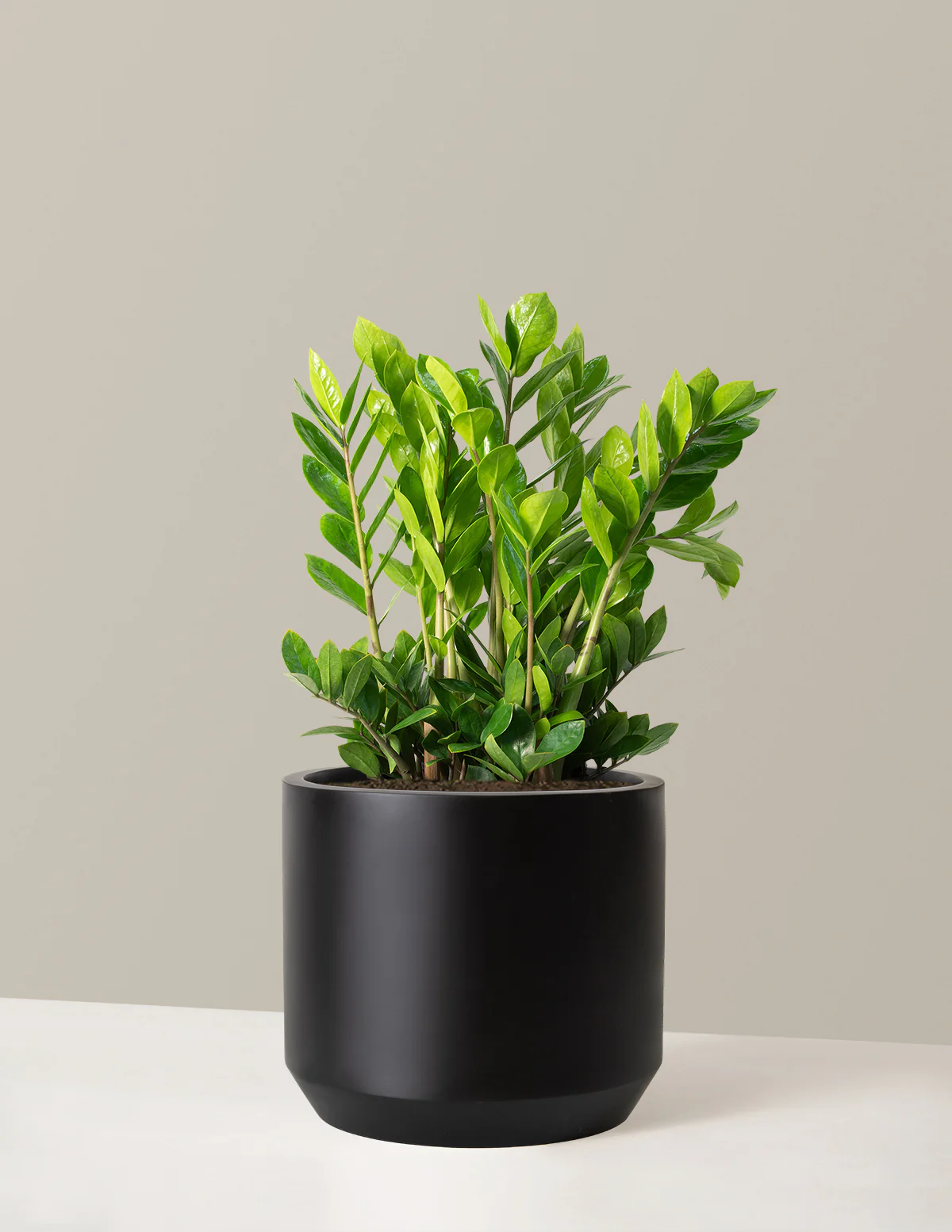 ZZ Plant - Image 20