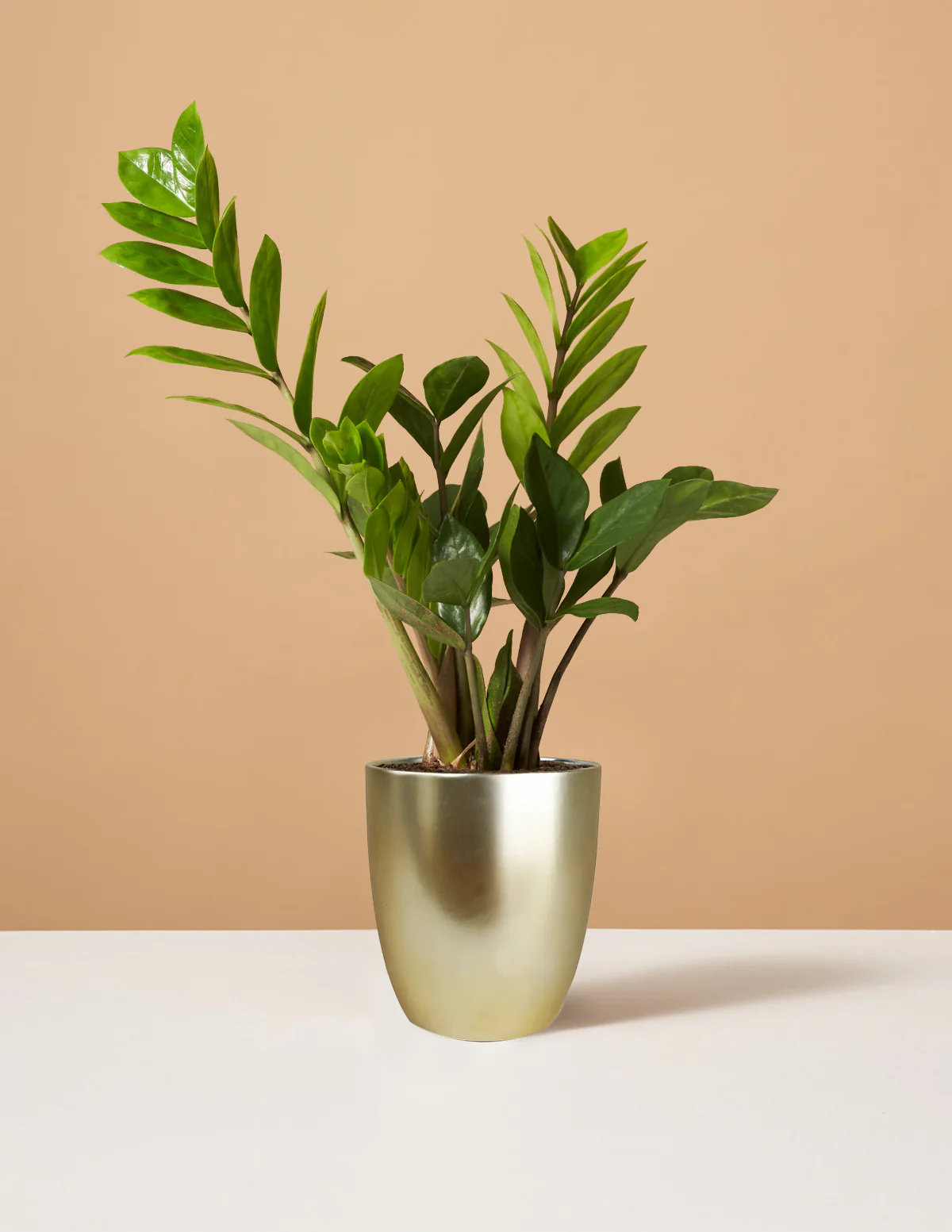 ZZ Plant - Image 21