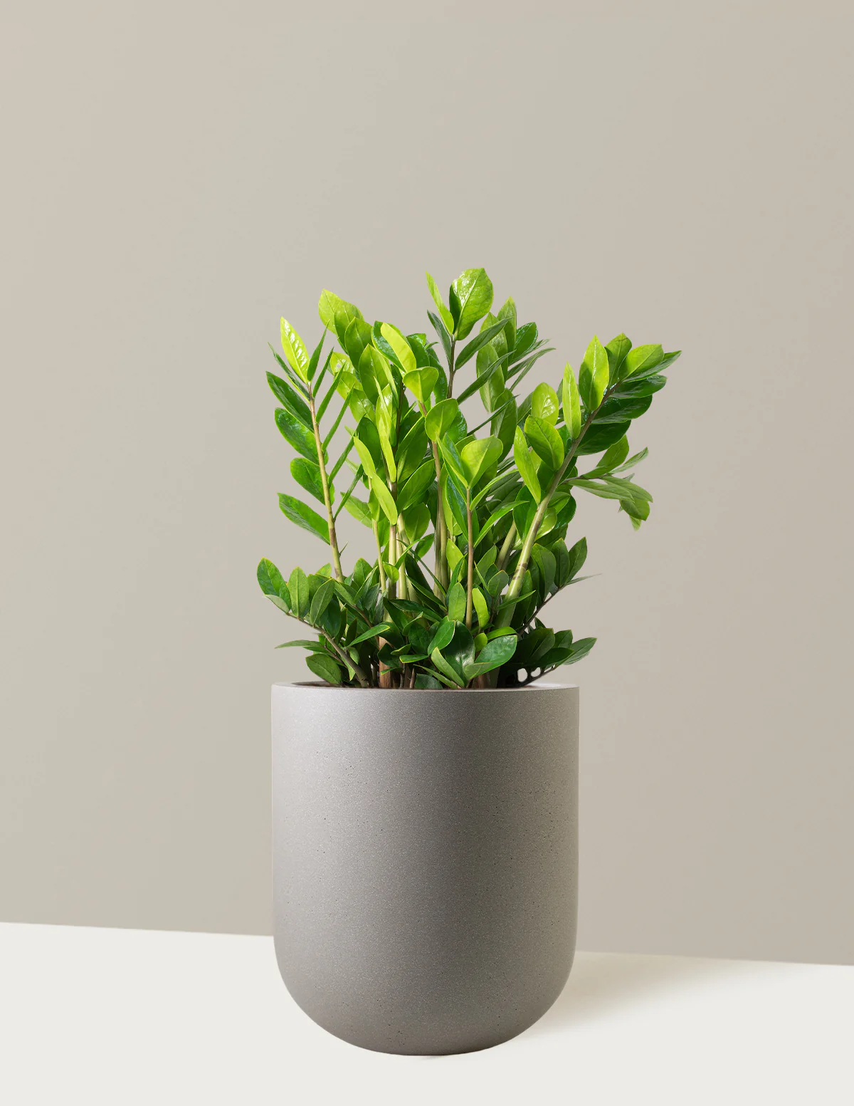 ZZ Plant - Image 22
