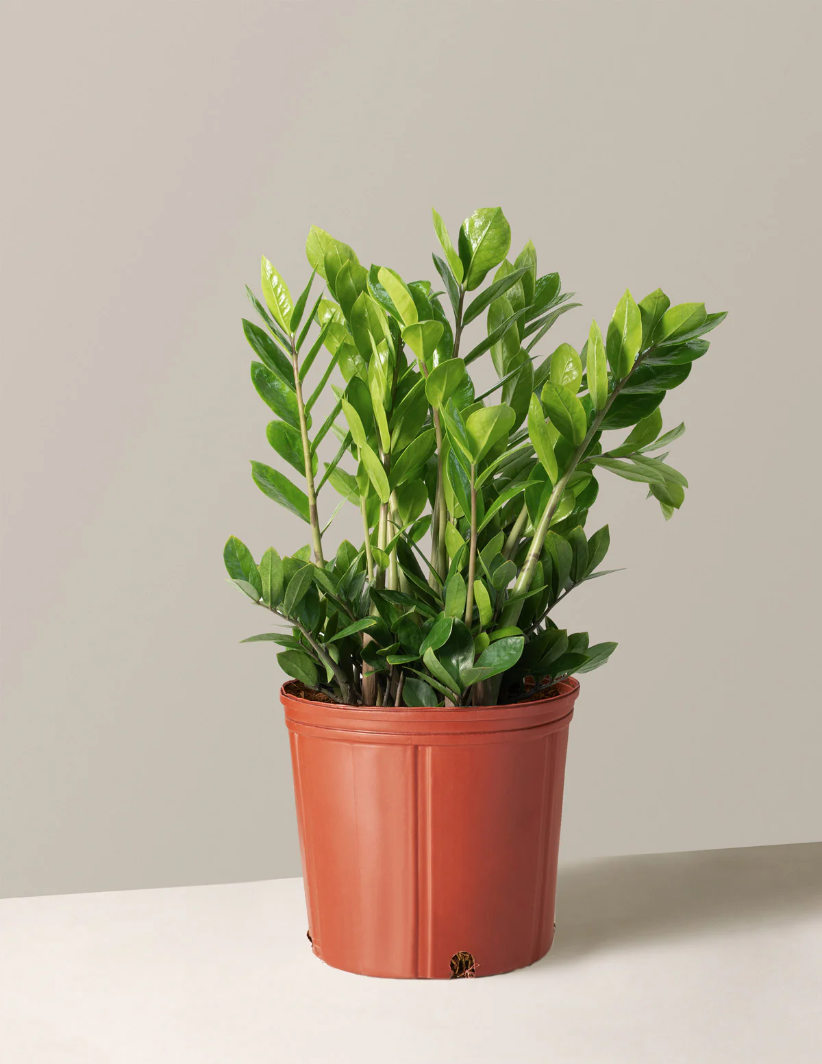 ZZ Plant - Image 23