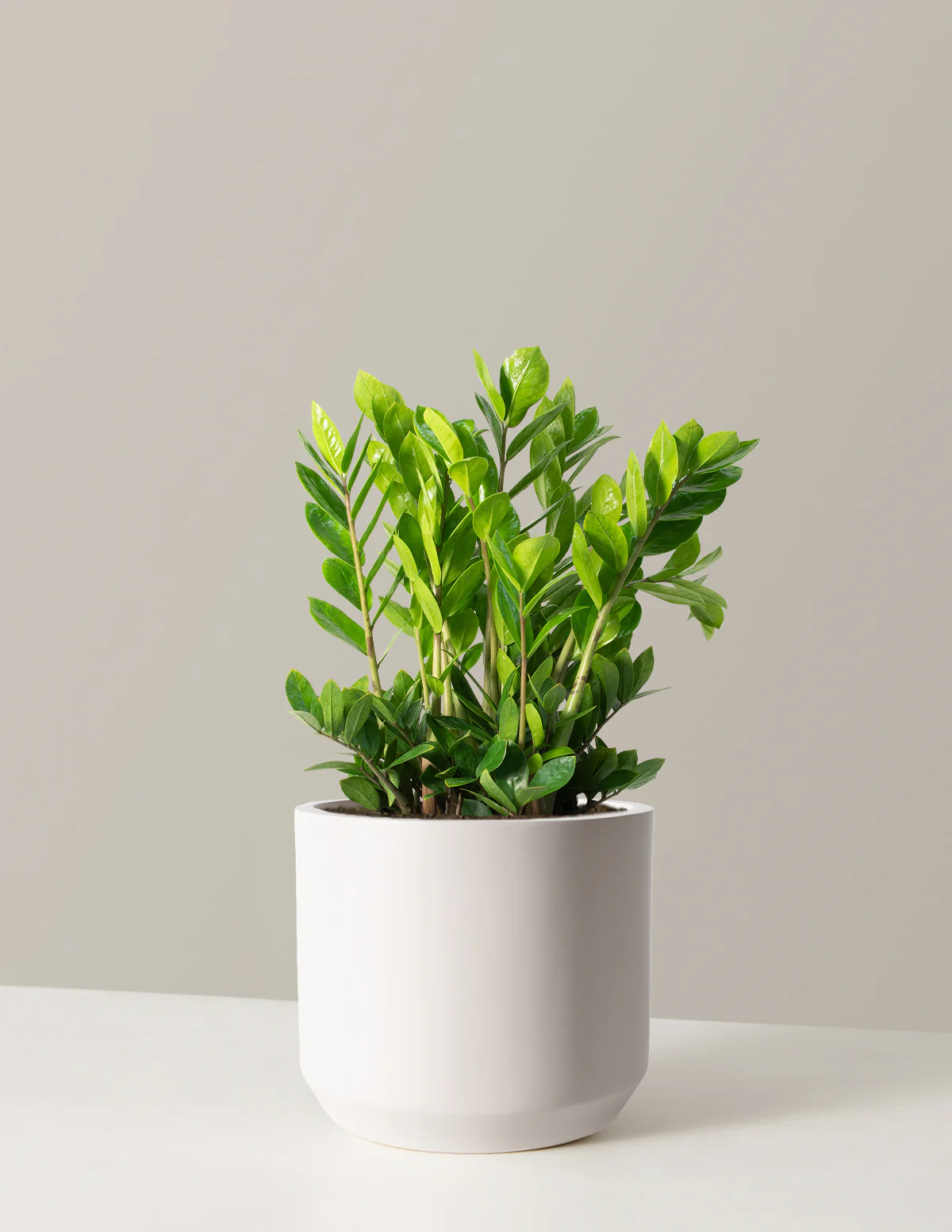ZZ Plant - Image 24