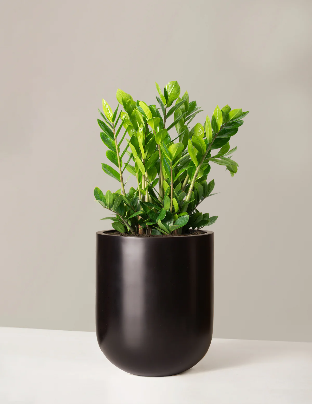ZZ Plant - Image 25