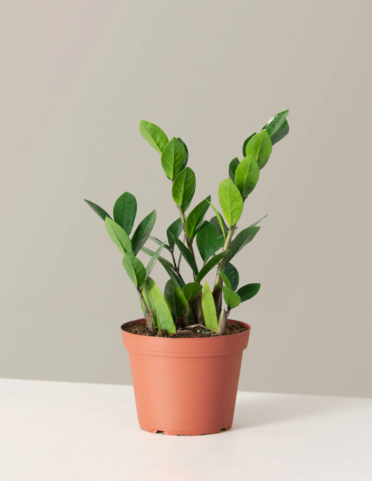 ZZ Plant - Image 26