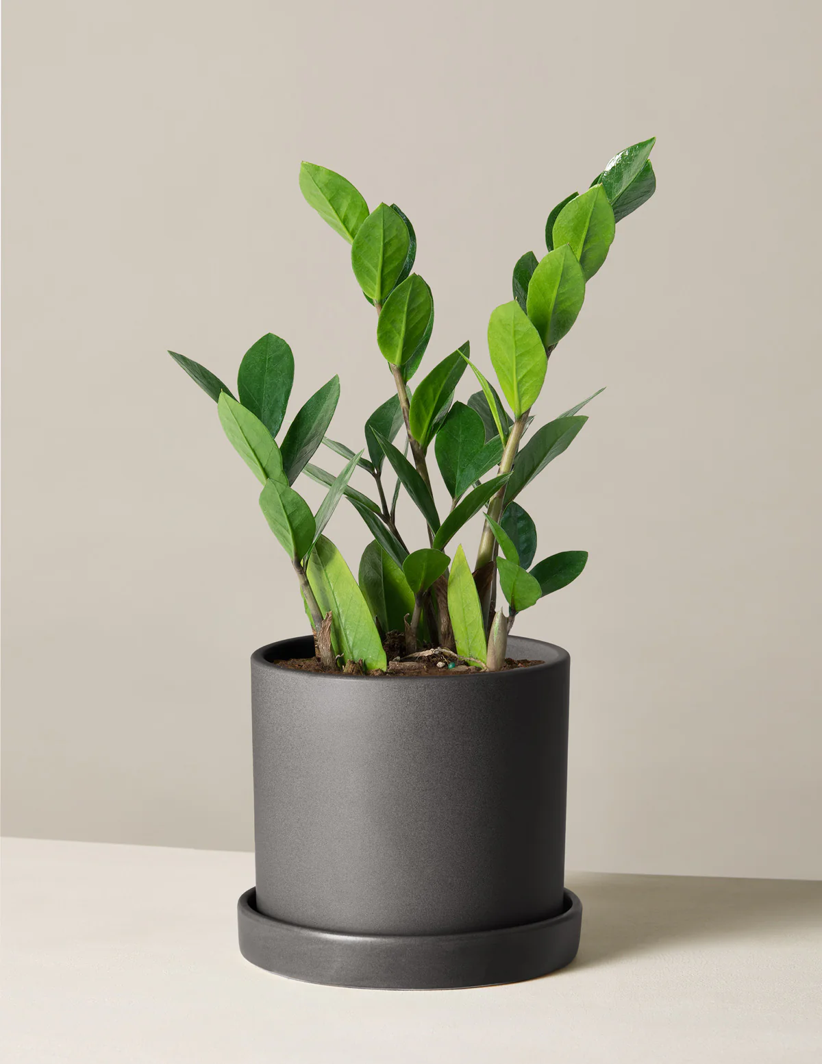 ZZ Plant - Image 27