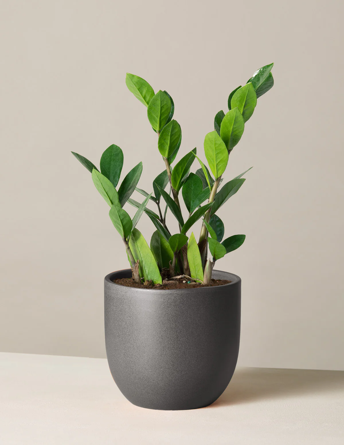 ZZ Plant - Image 28