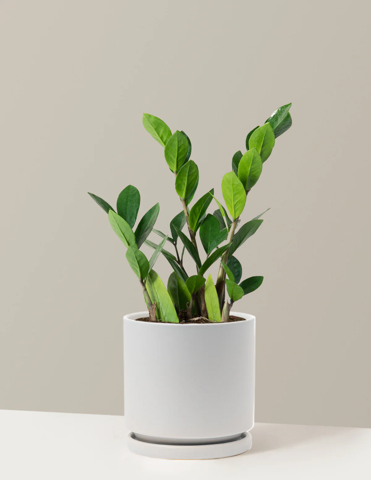 ZZ Plant - Image 29