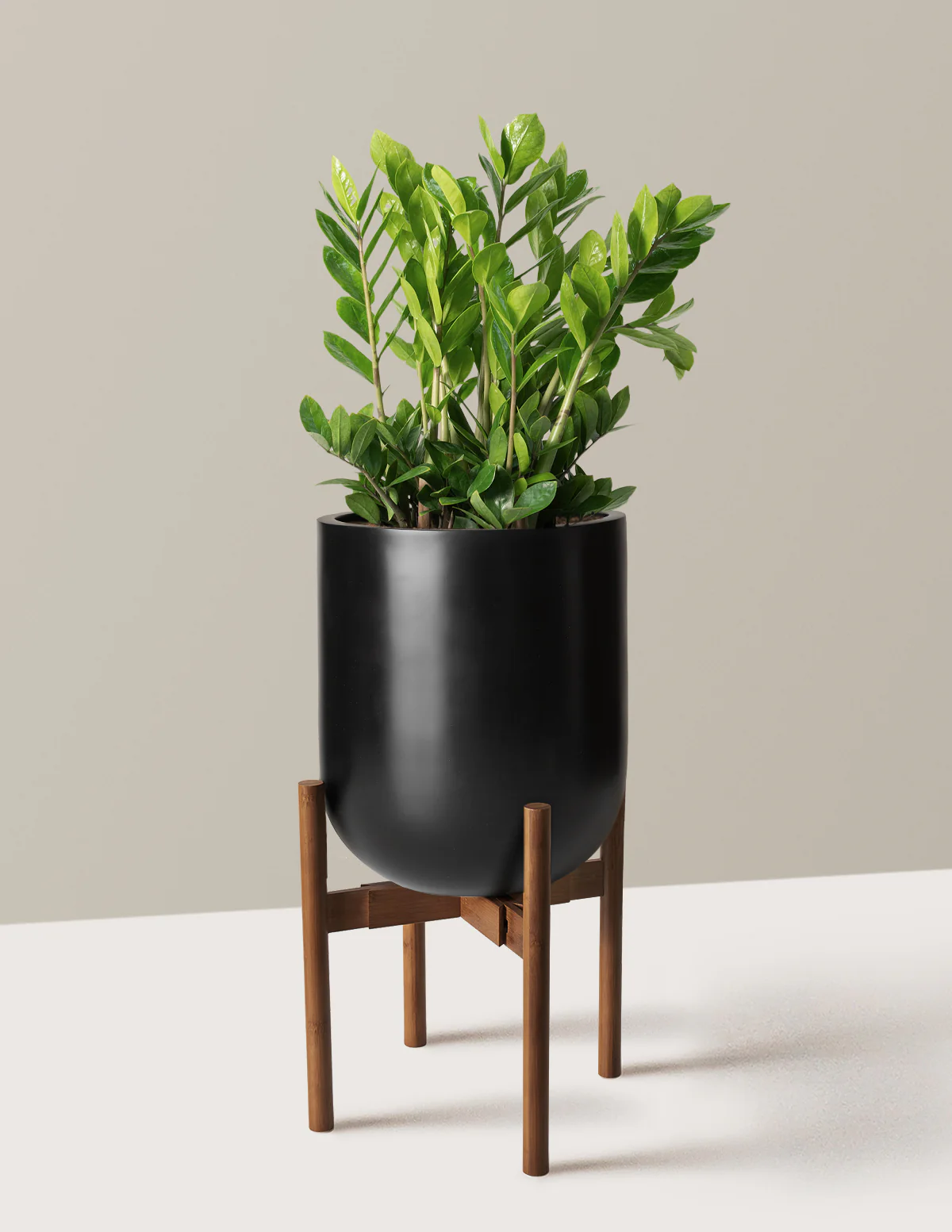 ZZ Plant - Image 3