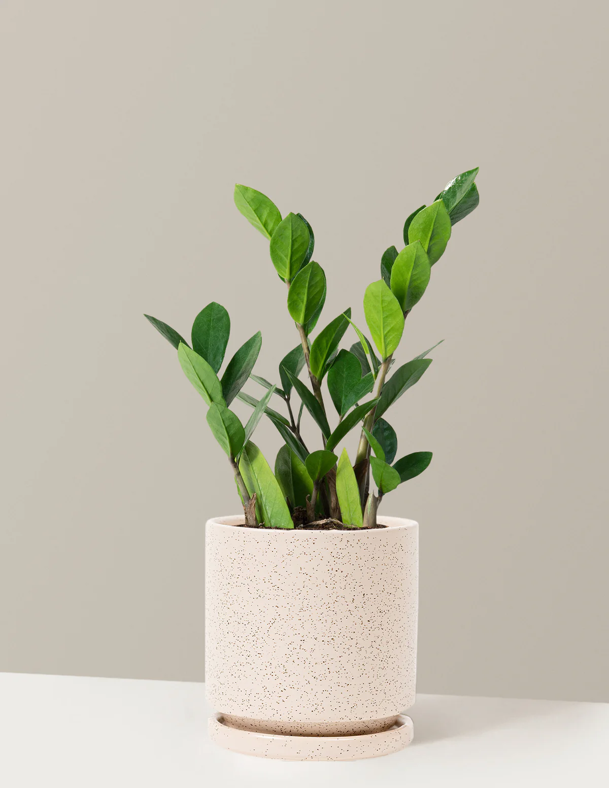 ZZ Plant - Image 30