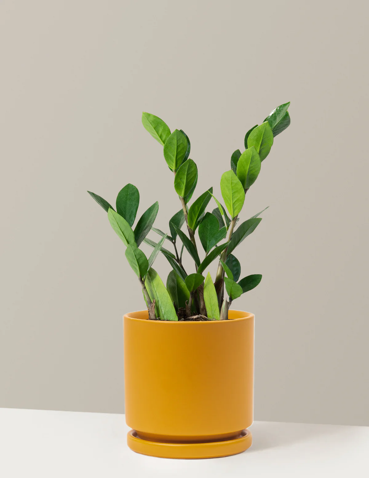 ZZ Plant - Image 31