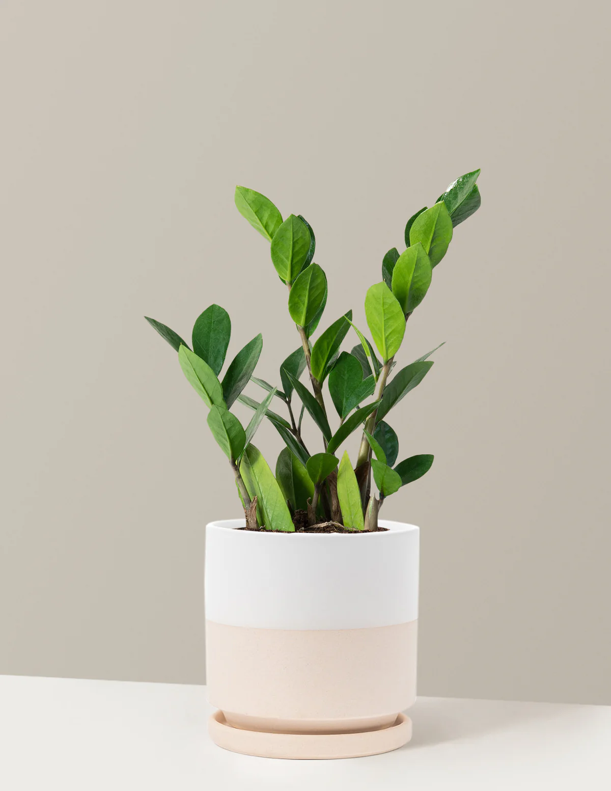 ZZ Plant - Image 32