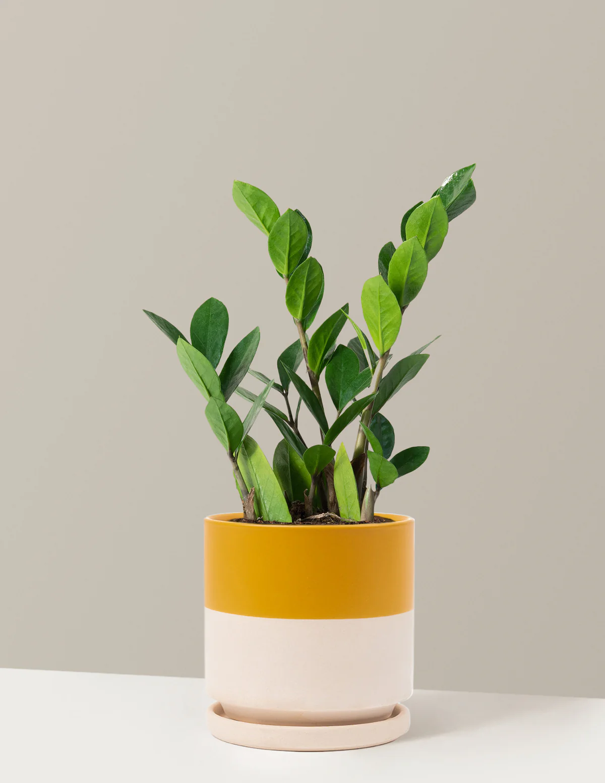 ZZ Plant - Image 33