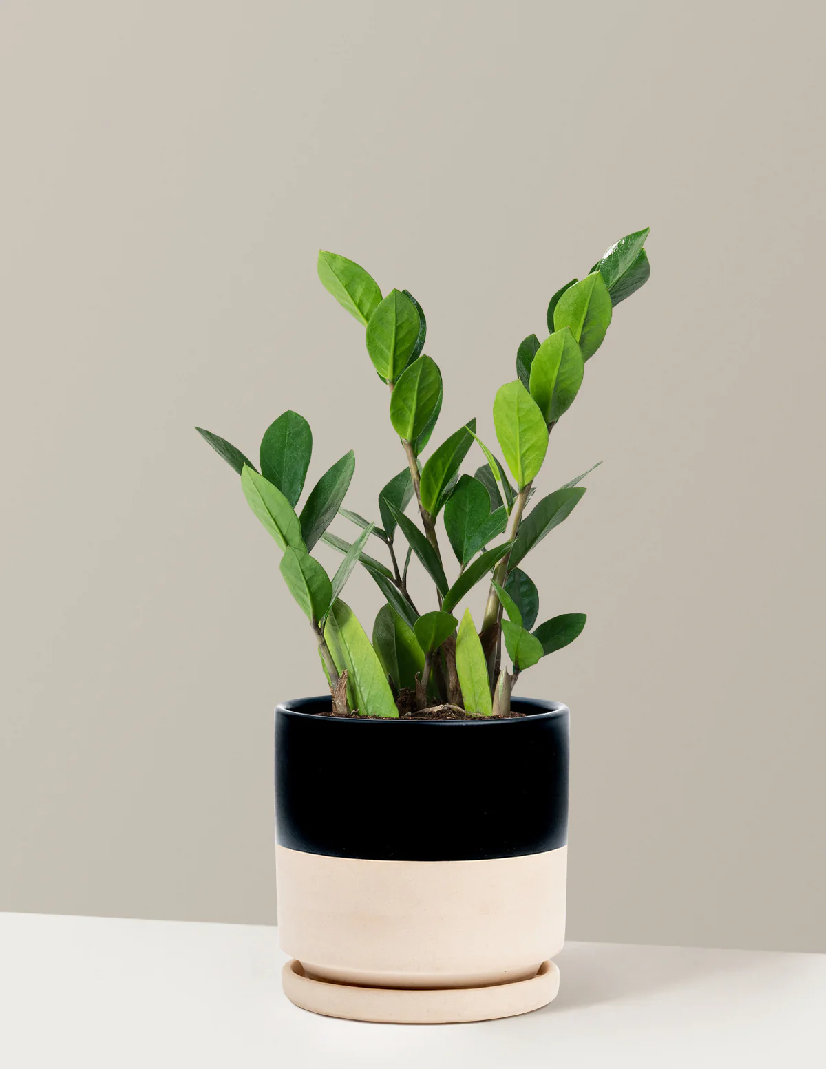 ZZ Plant - Image 34