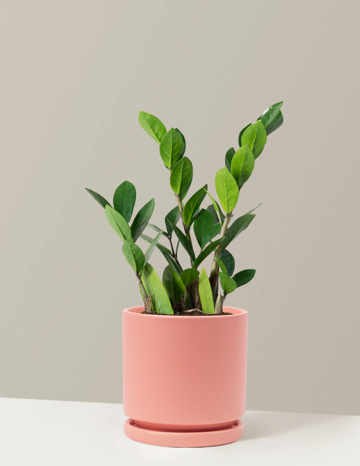 ZZ Plant - Image 35